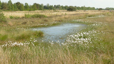 Wollgras im Neustädter Moor Wollgras im Neustädter Moor