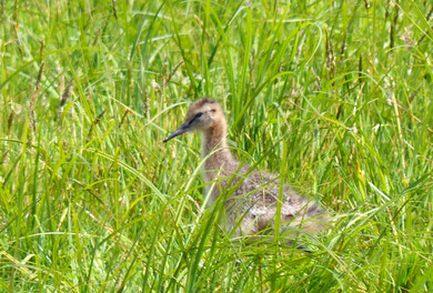 Uferschnepfe Jungvogel