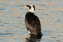 Kormoran