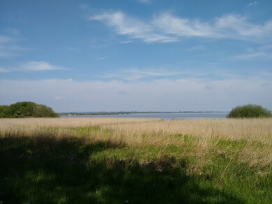 Schilfgürtel Dümmer See Schilfgürtel Dümmer See