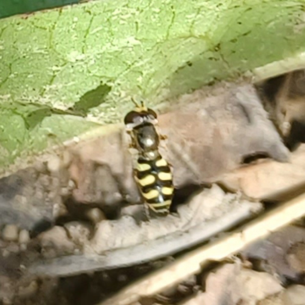 Gemeine Feldschwebfliege