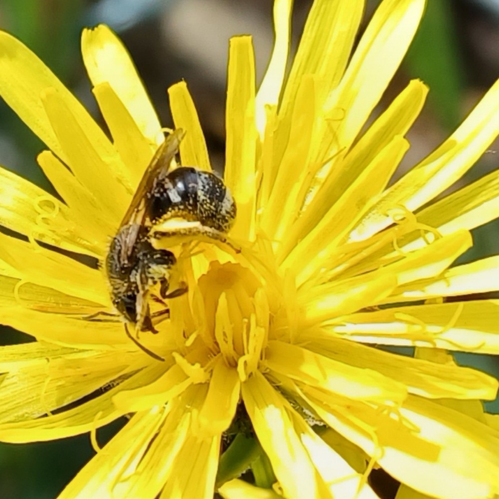 Lasioglossum Leuchalictus Spec