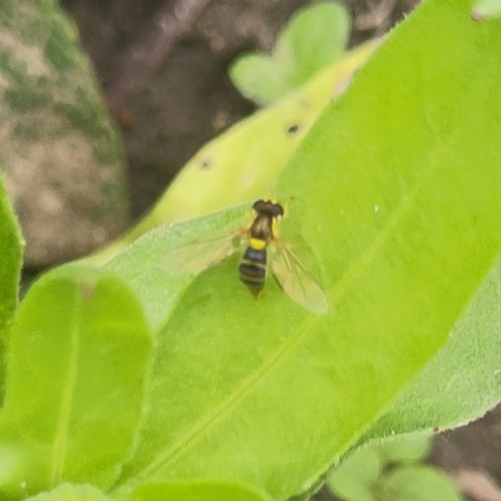 Sphaerophoria Spec