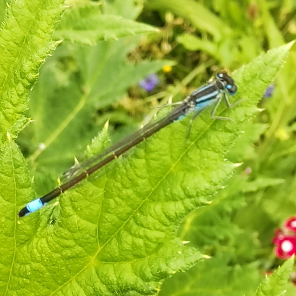 Grosse Pechlibelle