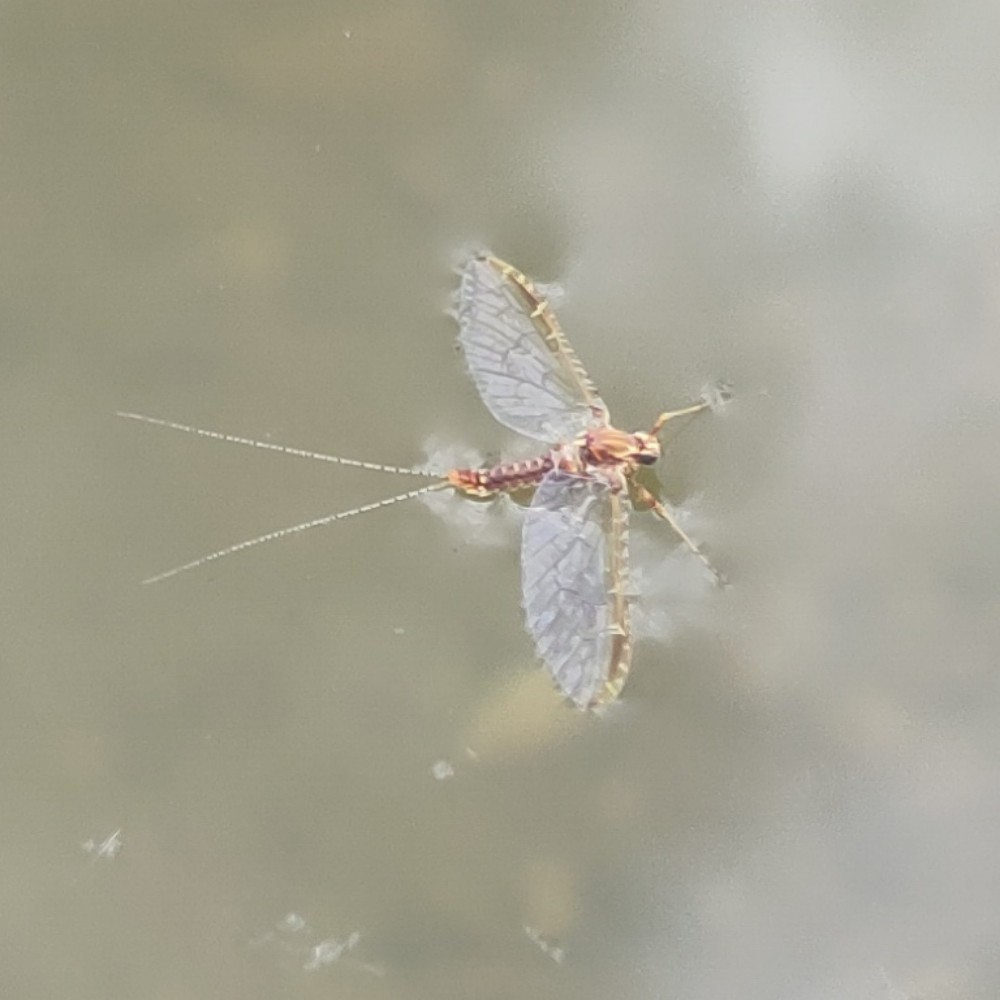 Fliegenhaft