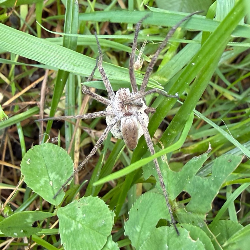 Listspinne
