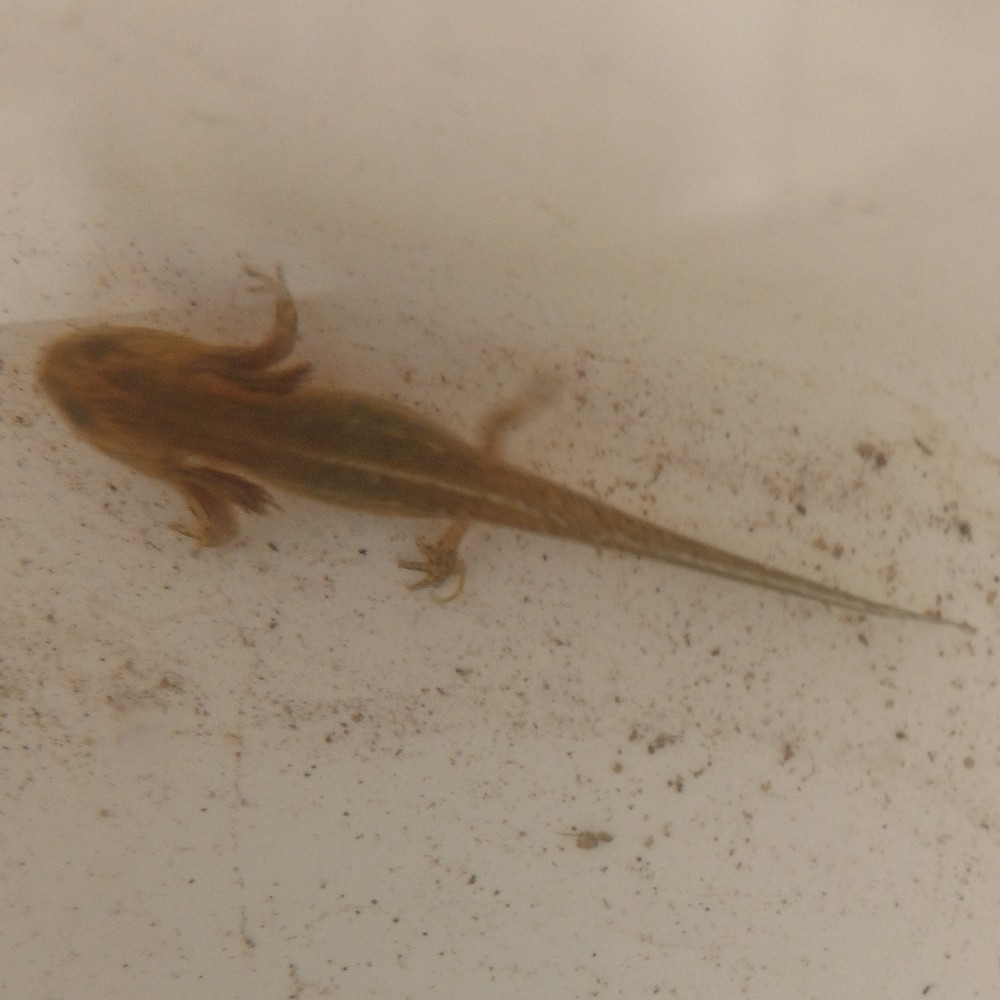 Teichmolch
