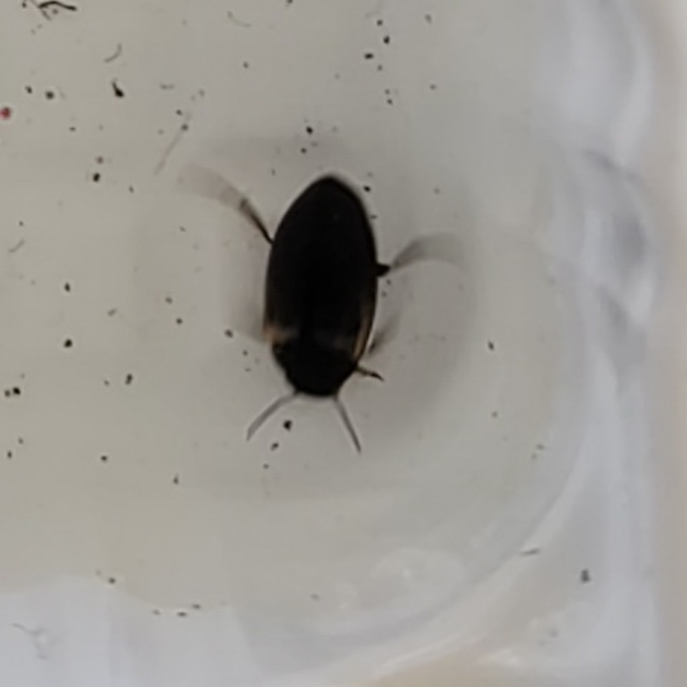Hydroporus Planus