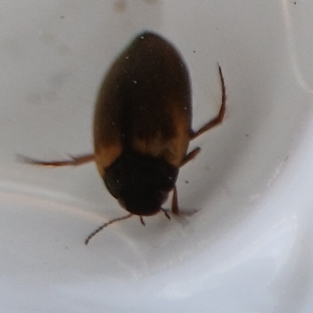 Hydroporus Tessellatus