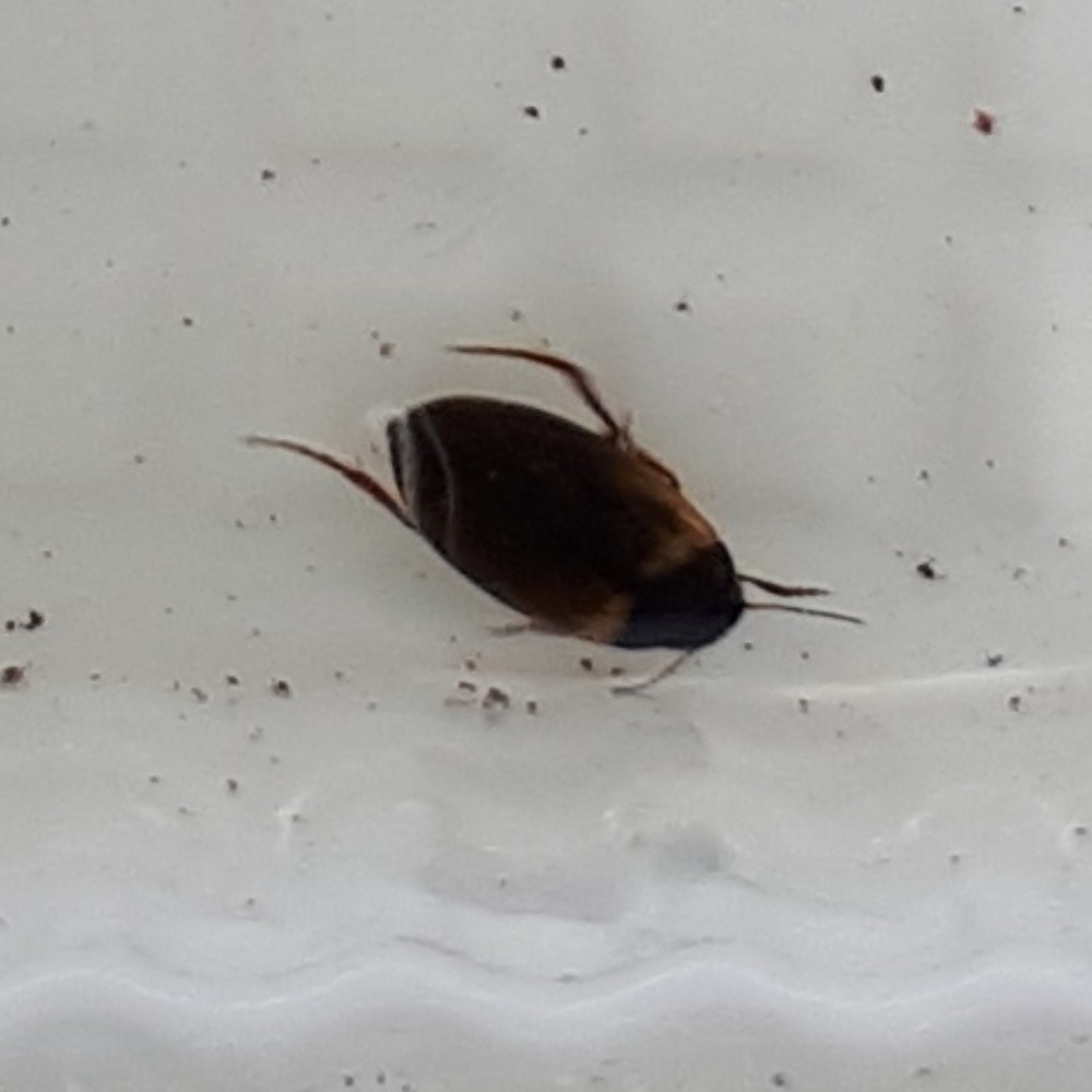 Hydroporus Tessellatus