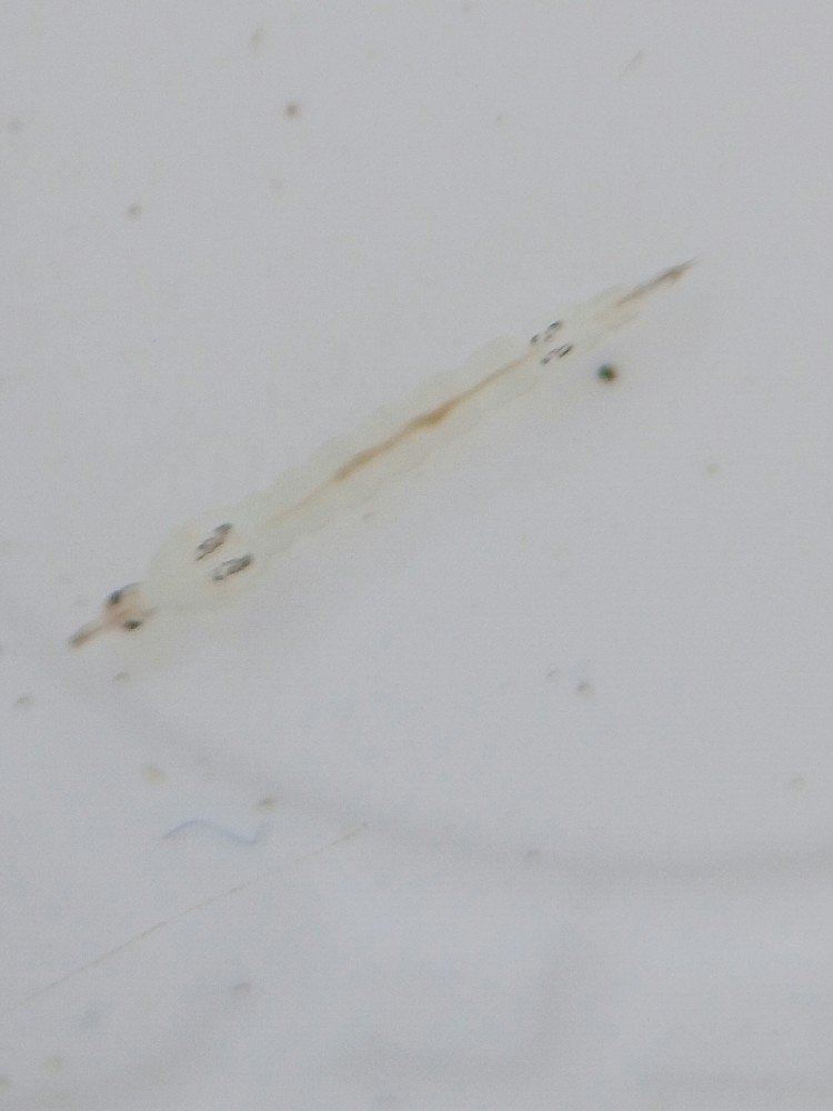 Gastrosaccus Spinifer
