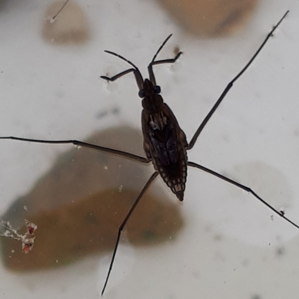 Gemeiner Wasserlaeufer
