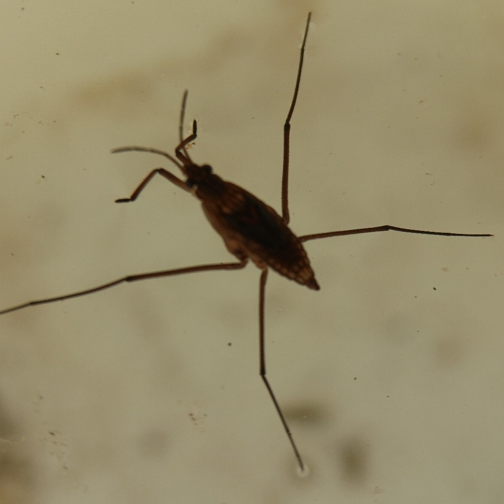 Wasserlaeufer Unbest