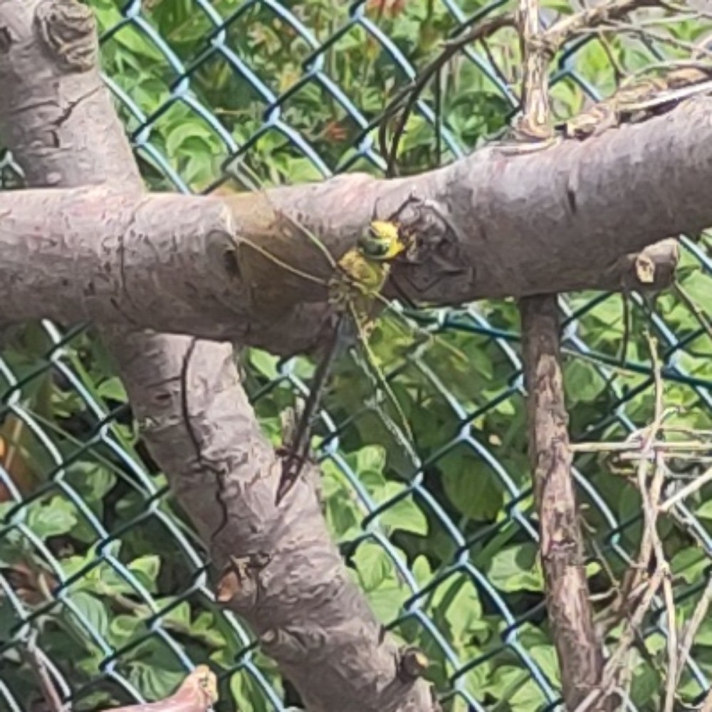 Grosse Koenigslibelle