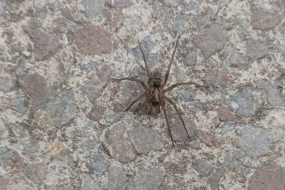 Winkelspinne Unbest