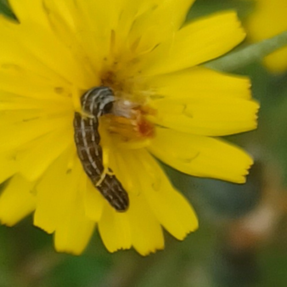 Hasenlattich Eule