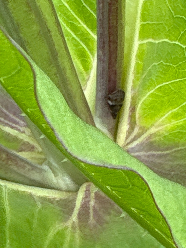 Wiesenschaumzikade