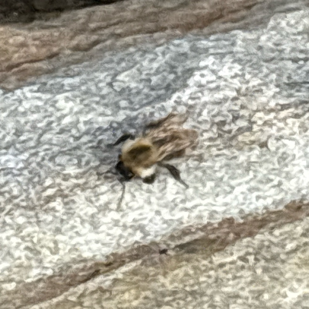 Ackerhummel