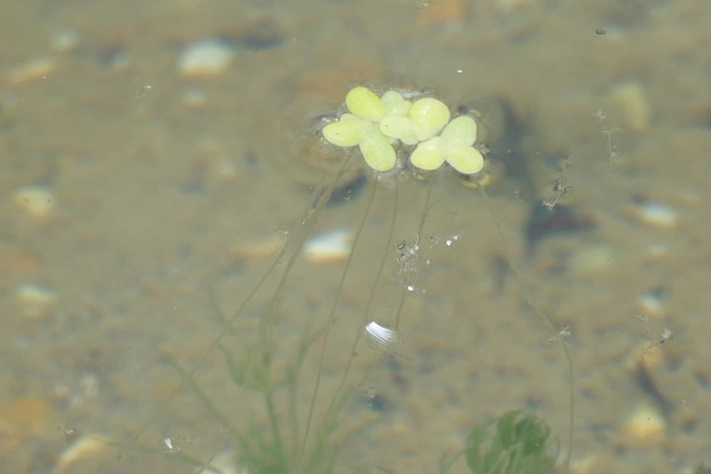 Kleine Wasserlinse