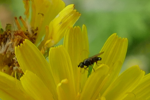 Halmfliege Unbest