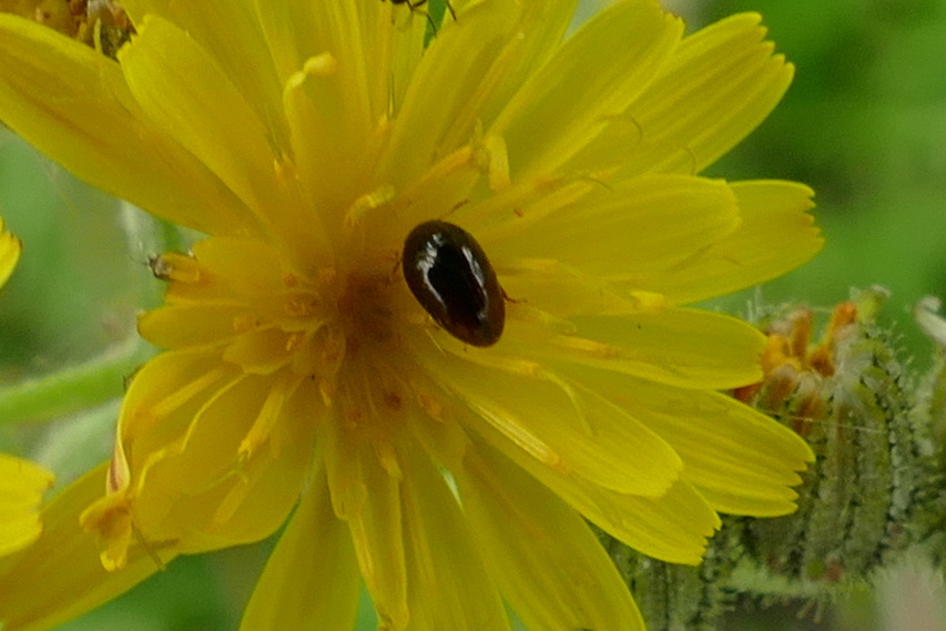 Phalacridae Indet