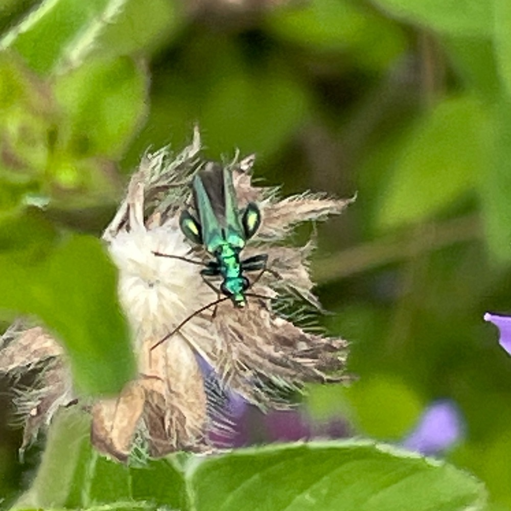 Gruener Scheinbockkaefer