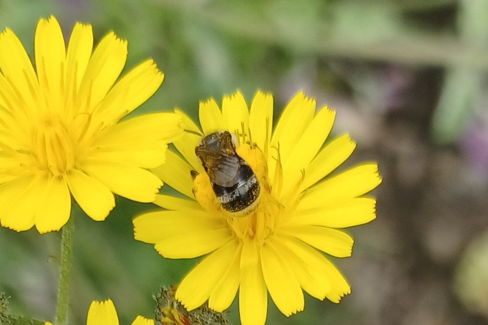 Lasioglossum Leuchalictus Spec