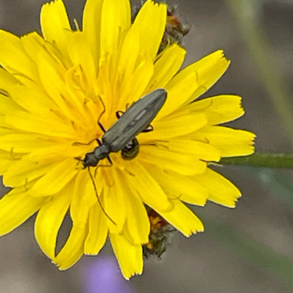 Gruenlicher Graugruener Scheinbockkaefer