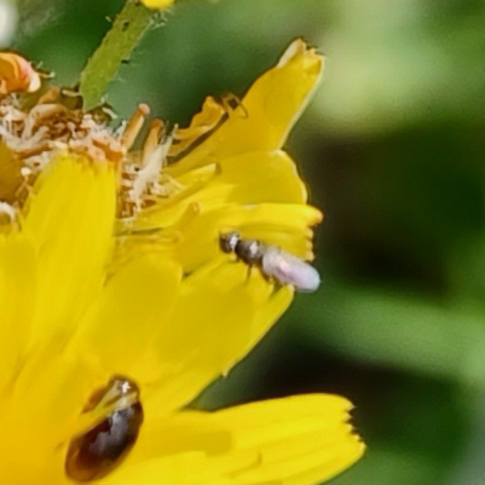Halmfliege Unbest