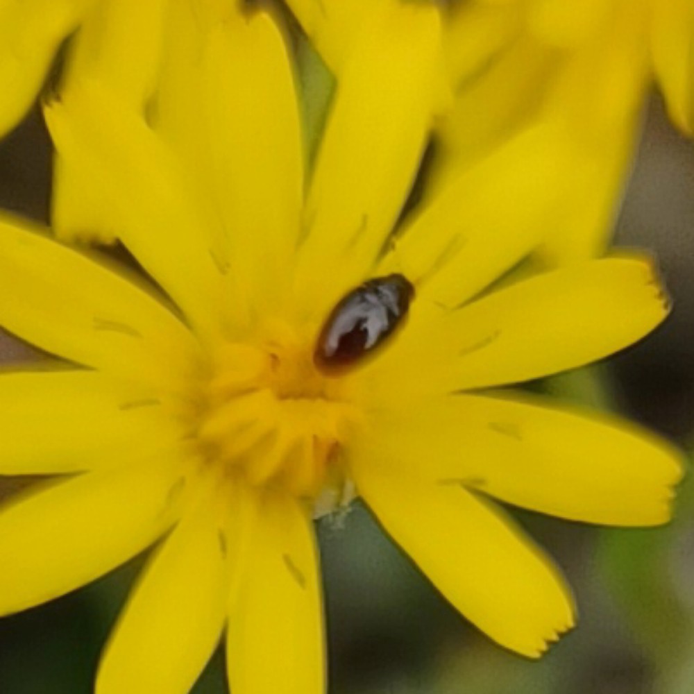 Phalacridae Indet