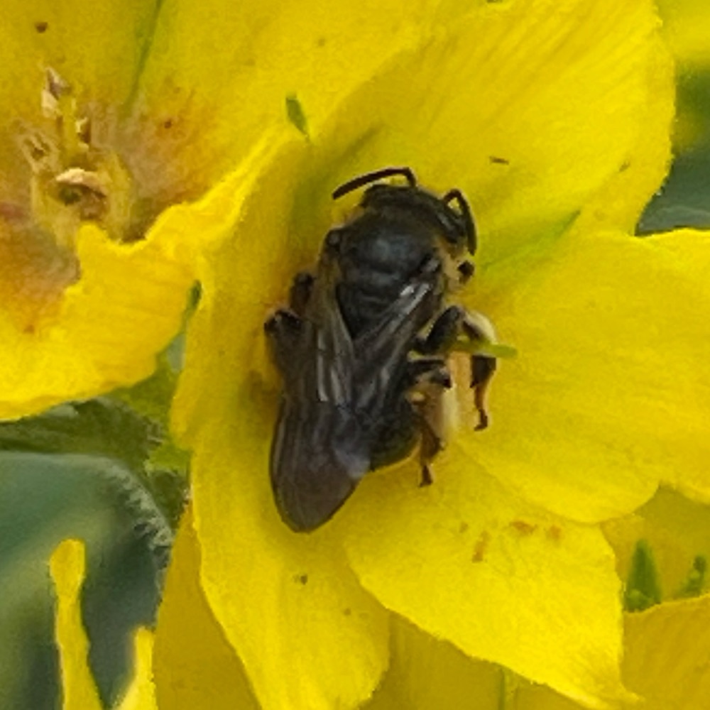Macropis Spec