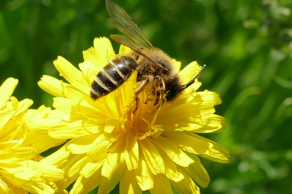 Gewoehnliche Bindensandbiene