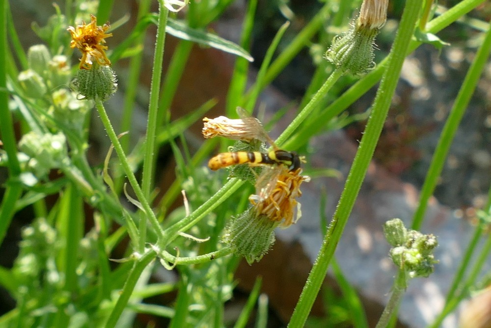 Gewoehnliche Langbauchschwebfliege