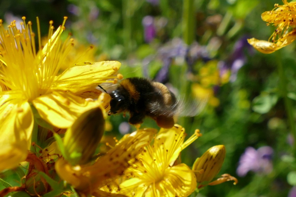 Dunkle Erdhummel Hellgelbe Erdhummel Grosse Erdhummel Kryptarum Erdhummel