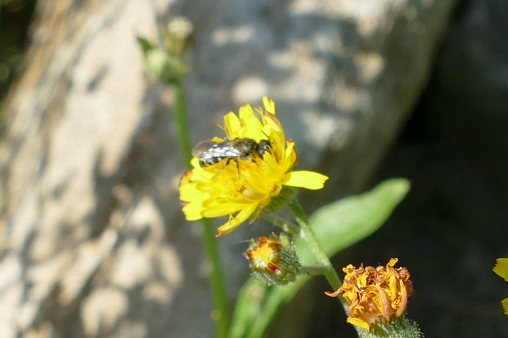Gewoehnliche Loecherbiene