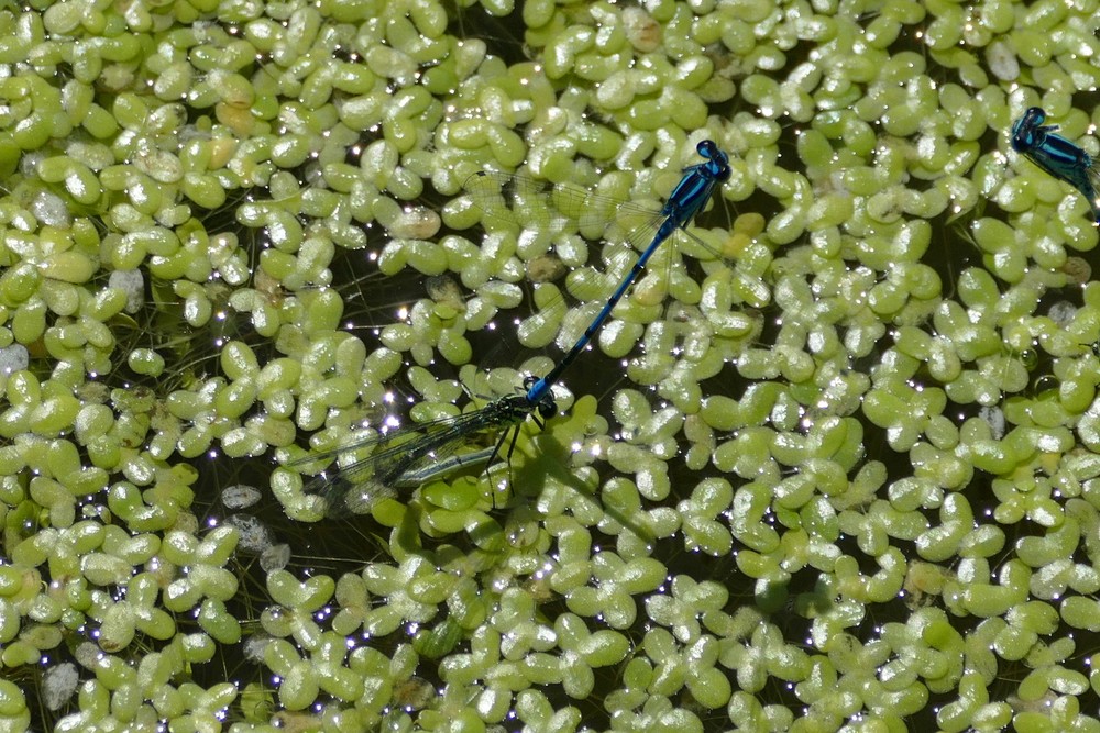 Hufeisen Azurjungfer