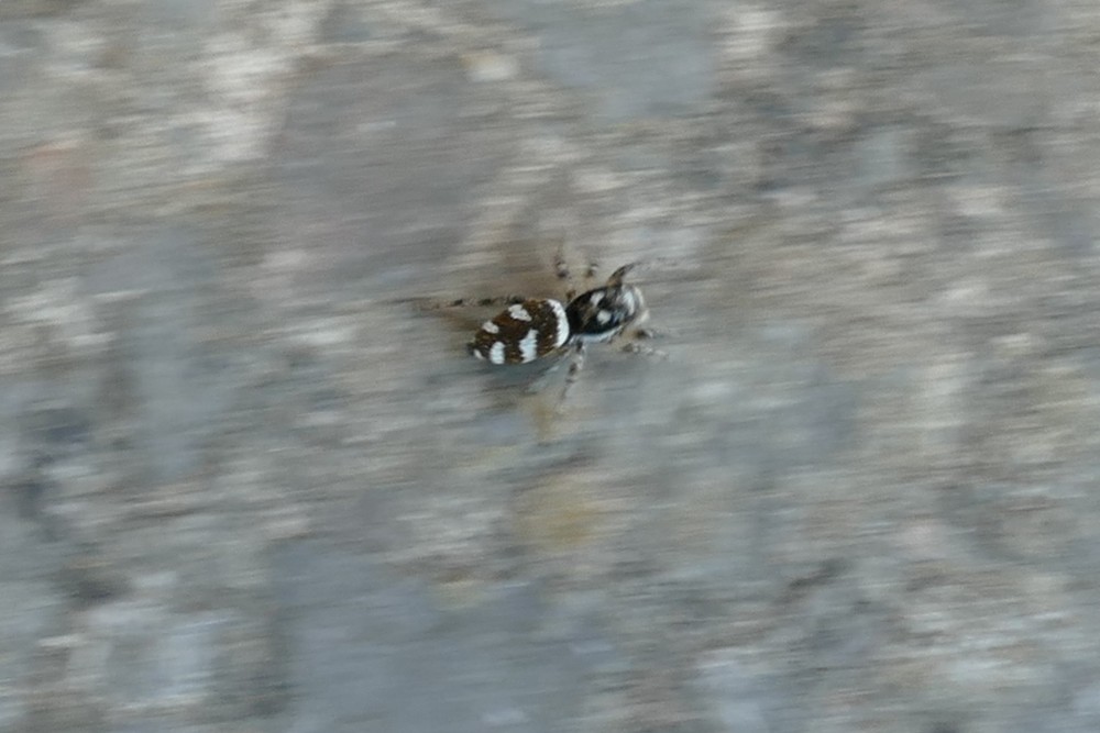 Zebraspringspinne