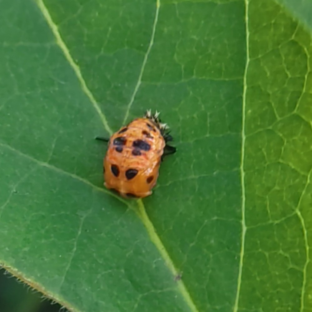 Asiatischer Marienkaefer