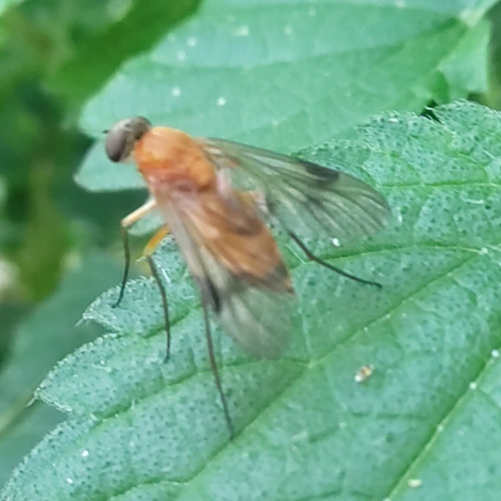 Chrysopilus Laetus