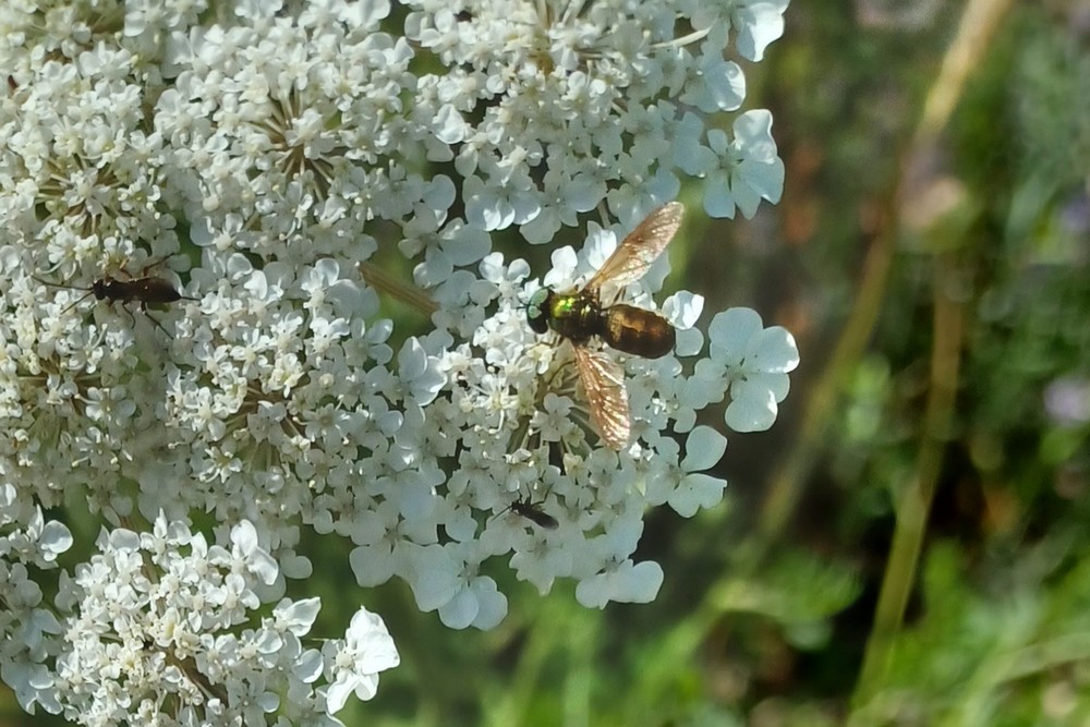 Goldgruene Waffenfliege