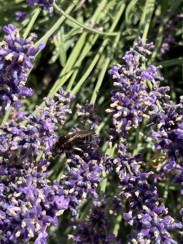 Hummel Unbest