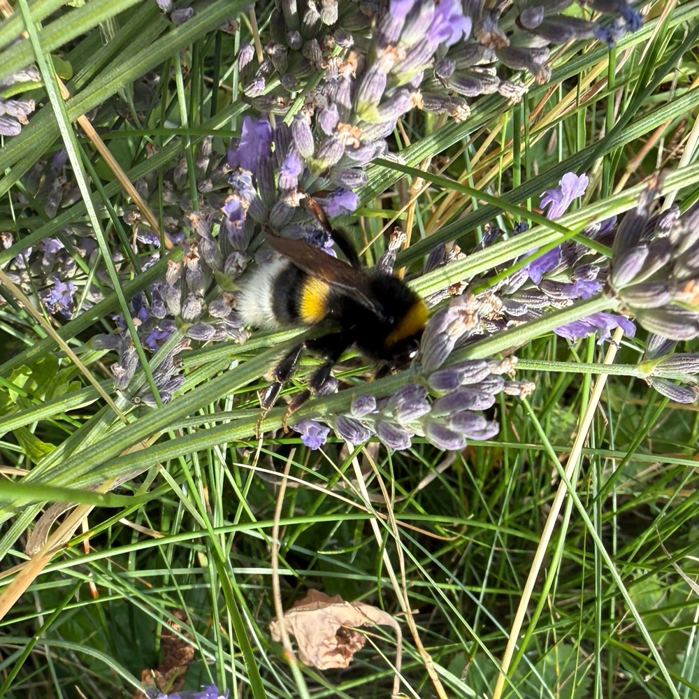 Dunkle Erdhummel Hellgelbe Erdhummel Grosse Erdhummel Kryptarum Erdhummel