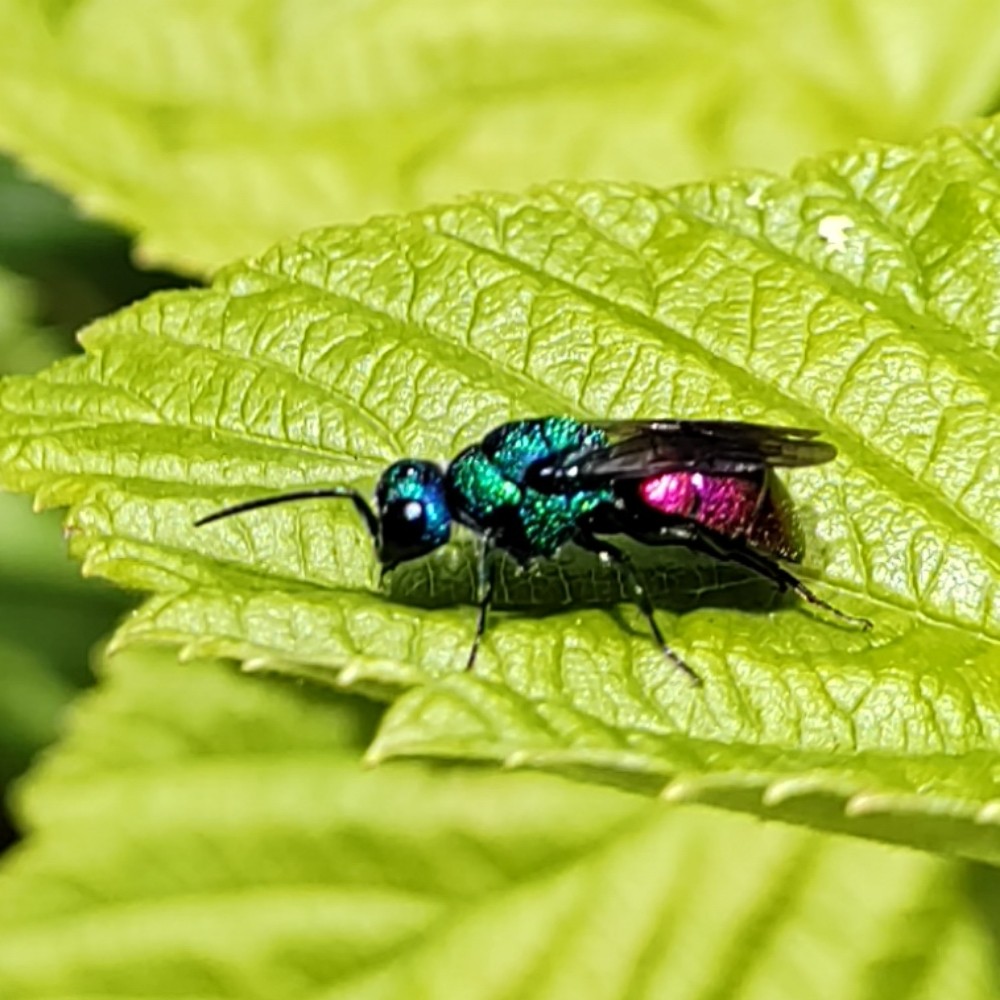 Holopyga Spec