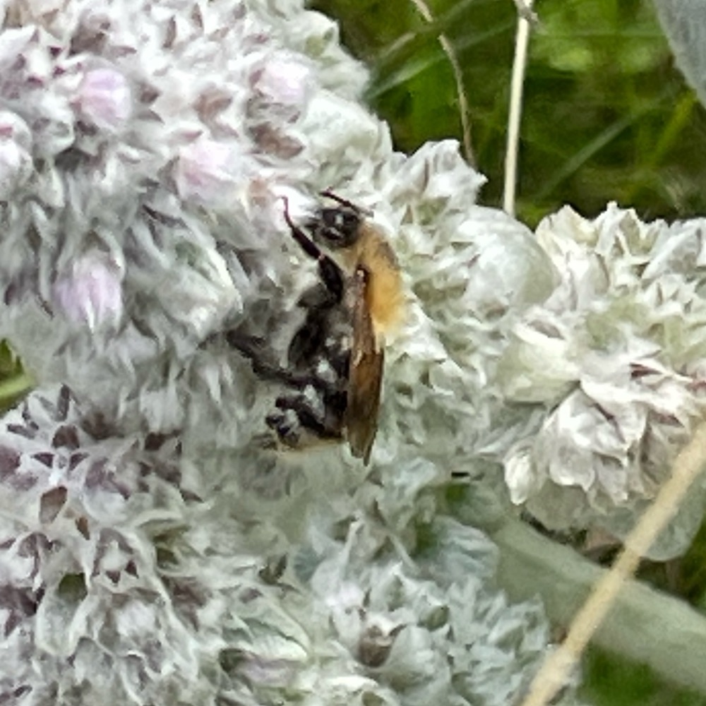 Ackerhummel