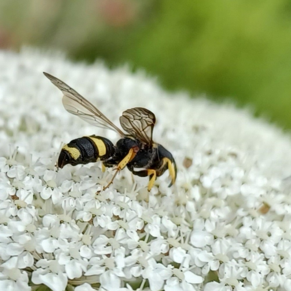 Bienenjagende Knotenwespe