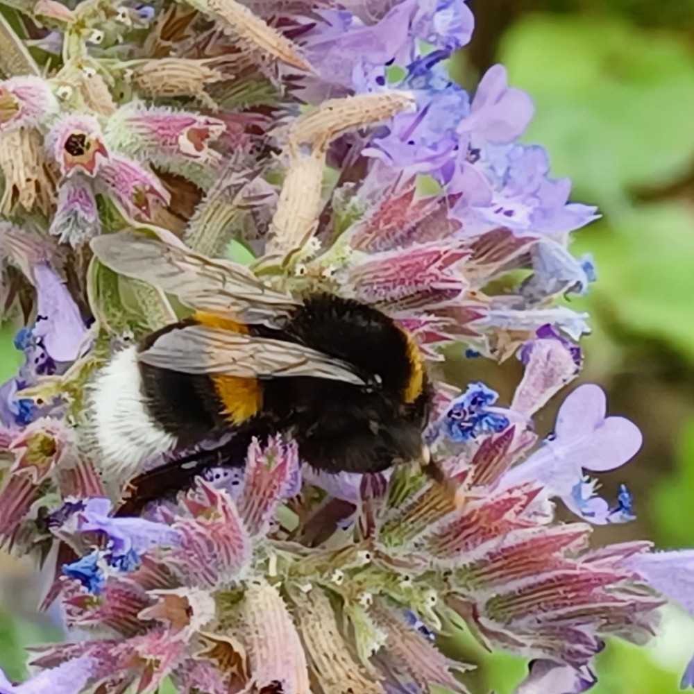 Dunkle Erdhummel Hellgelbe Erdhummel Grosse Erdhummel Kryptarum Erdhummel