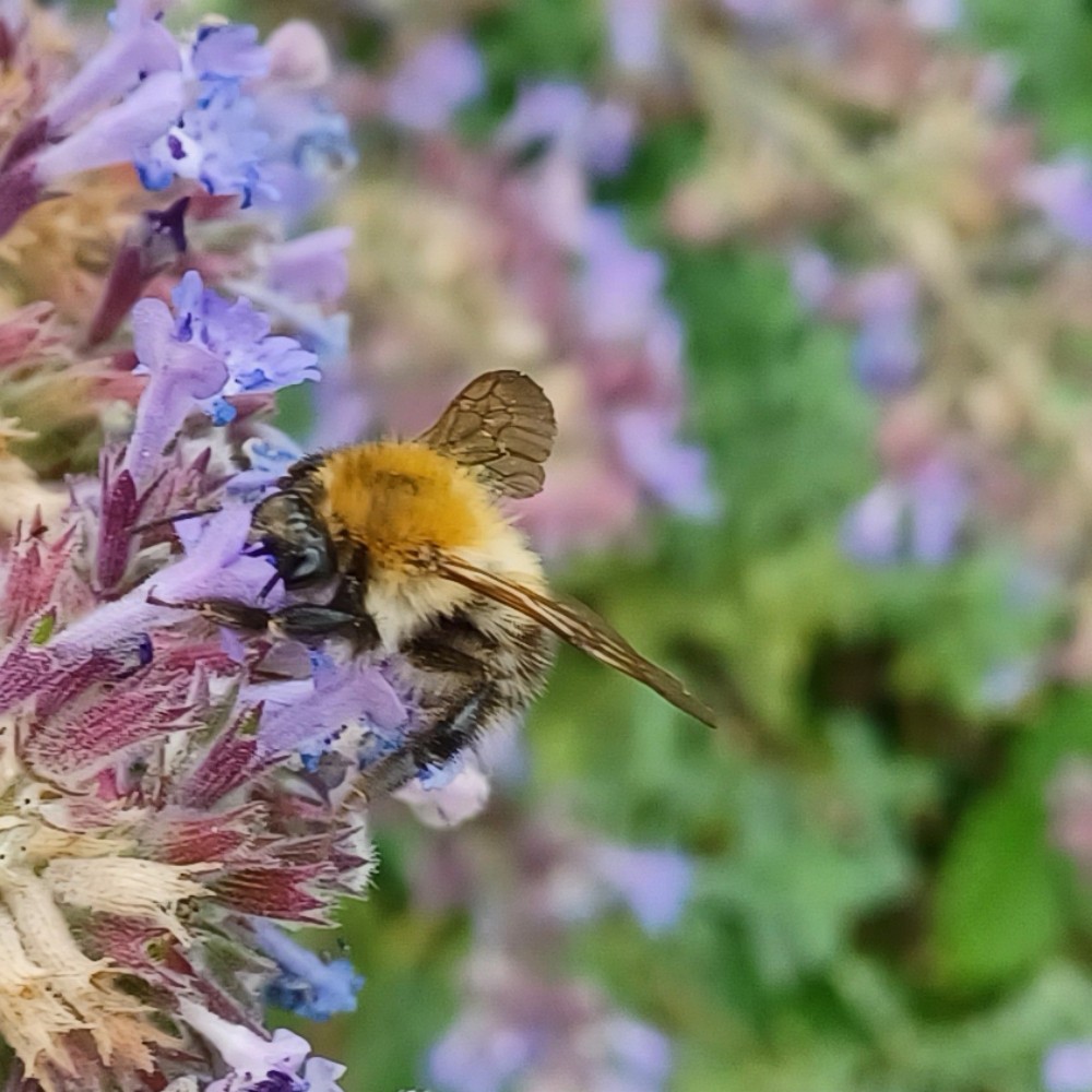Ackerhummel