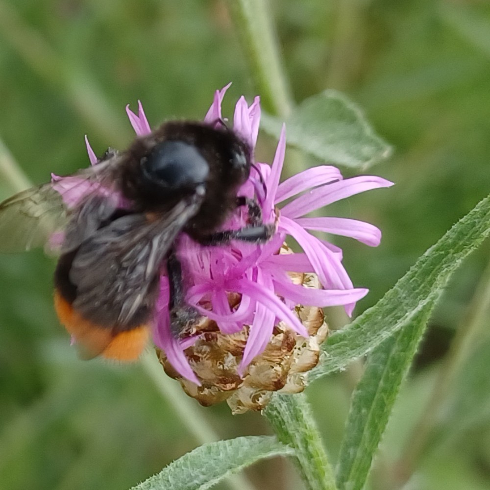 Steinhummel