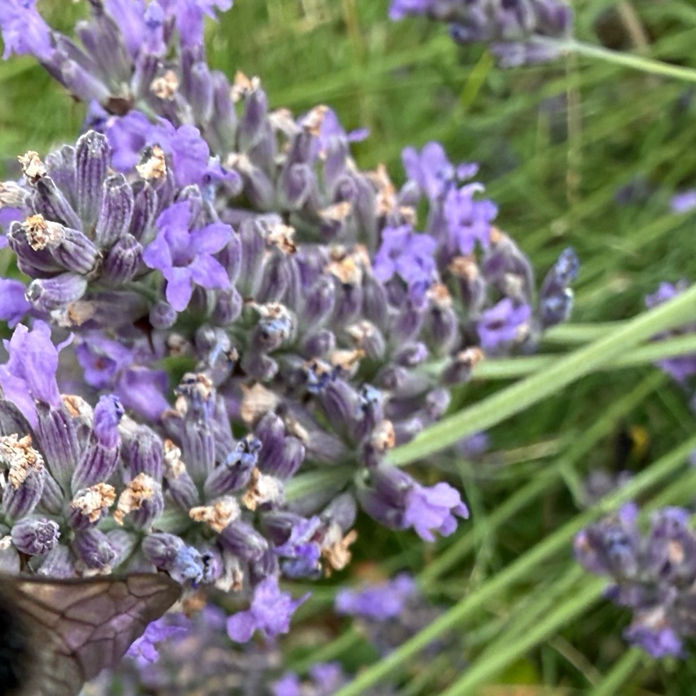 Echter Lavendel