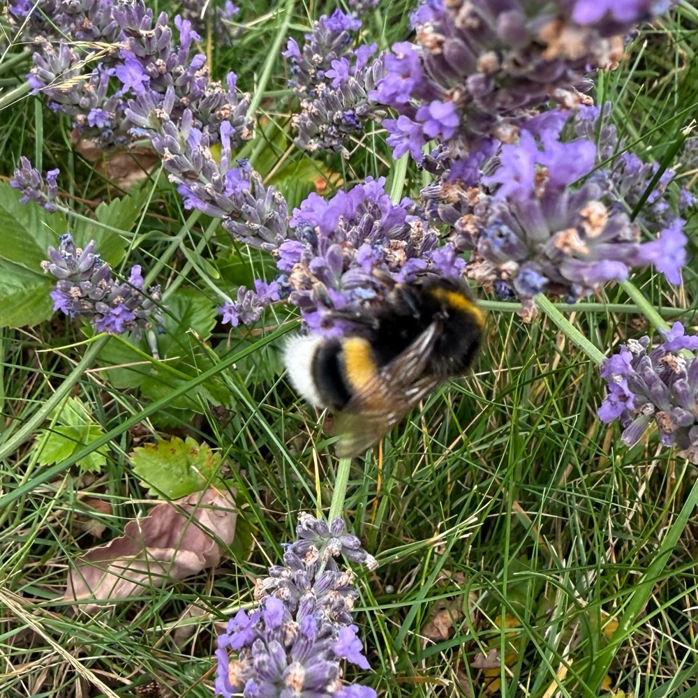 Dunkle Erdhummel Hellgelbe Erdhummel Grosse Erdhummel Kryptarum Erdhummel